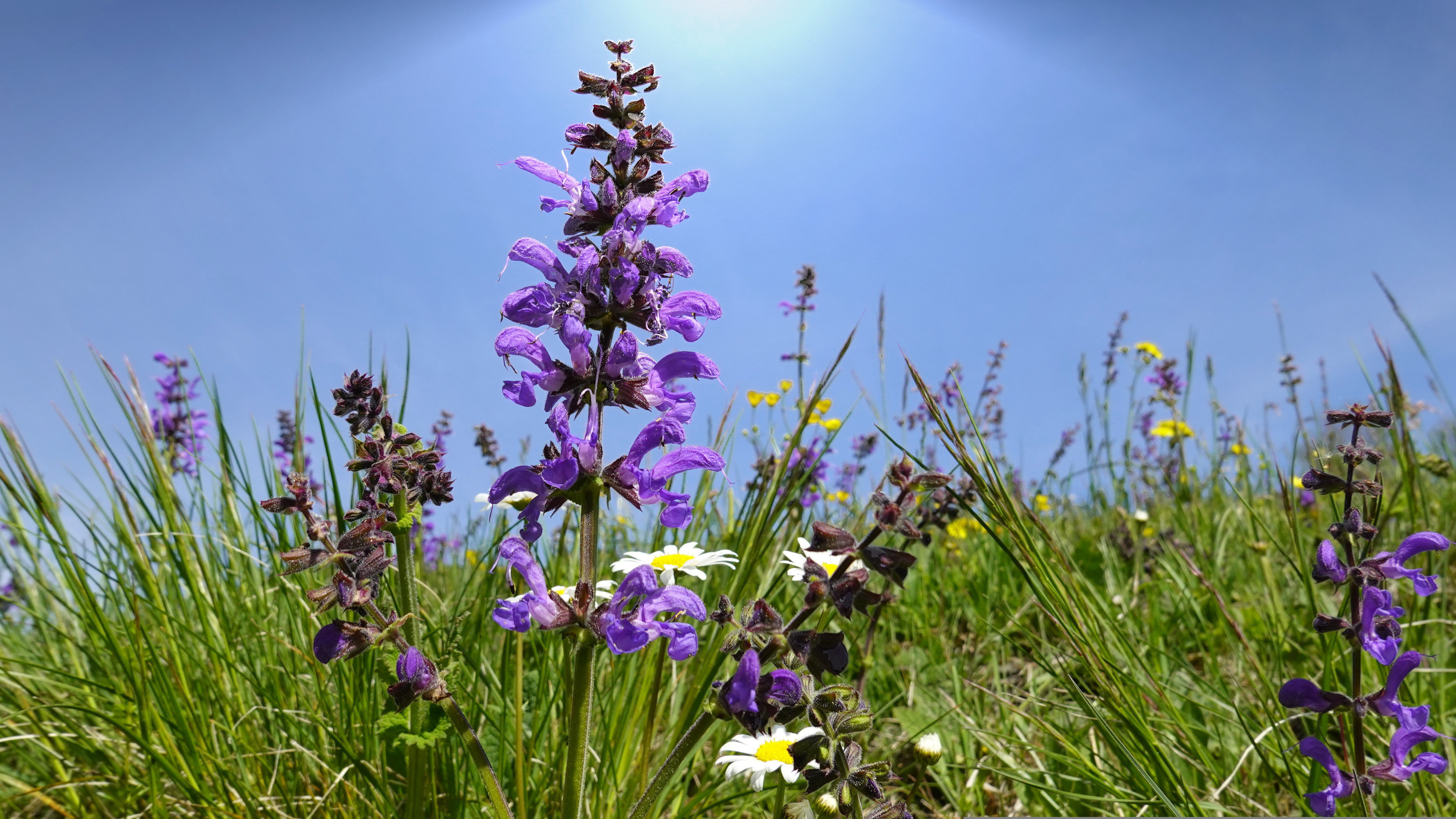 Blumenwiese mit vielfältigen Pflanzen