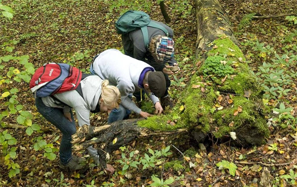 Kinder bestimmen Arten im Wald